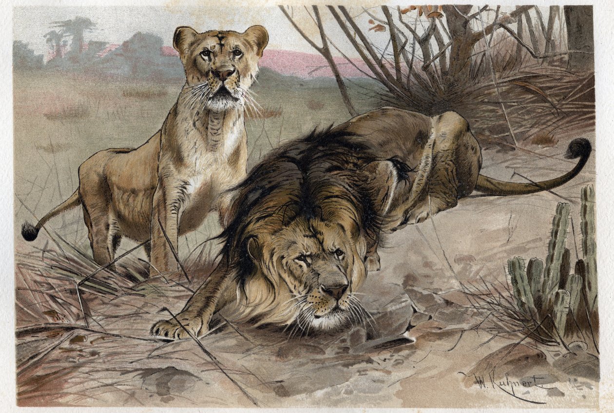 Løven (Panthera leo) - gravering fra "" Brehms Dyreliv"" af Alfred Edmund Brehm (1829-1884) af Unknown artist