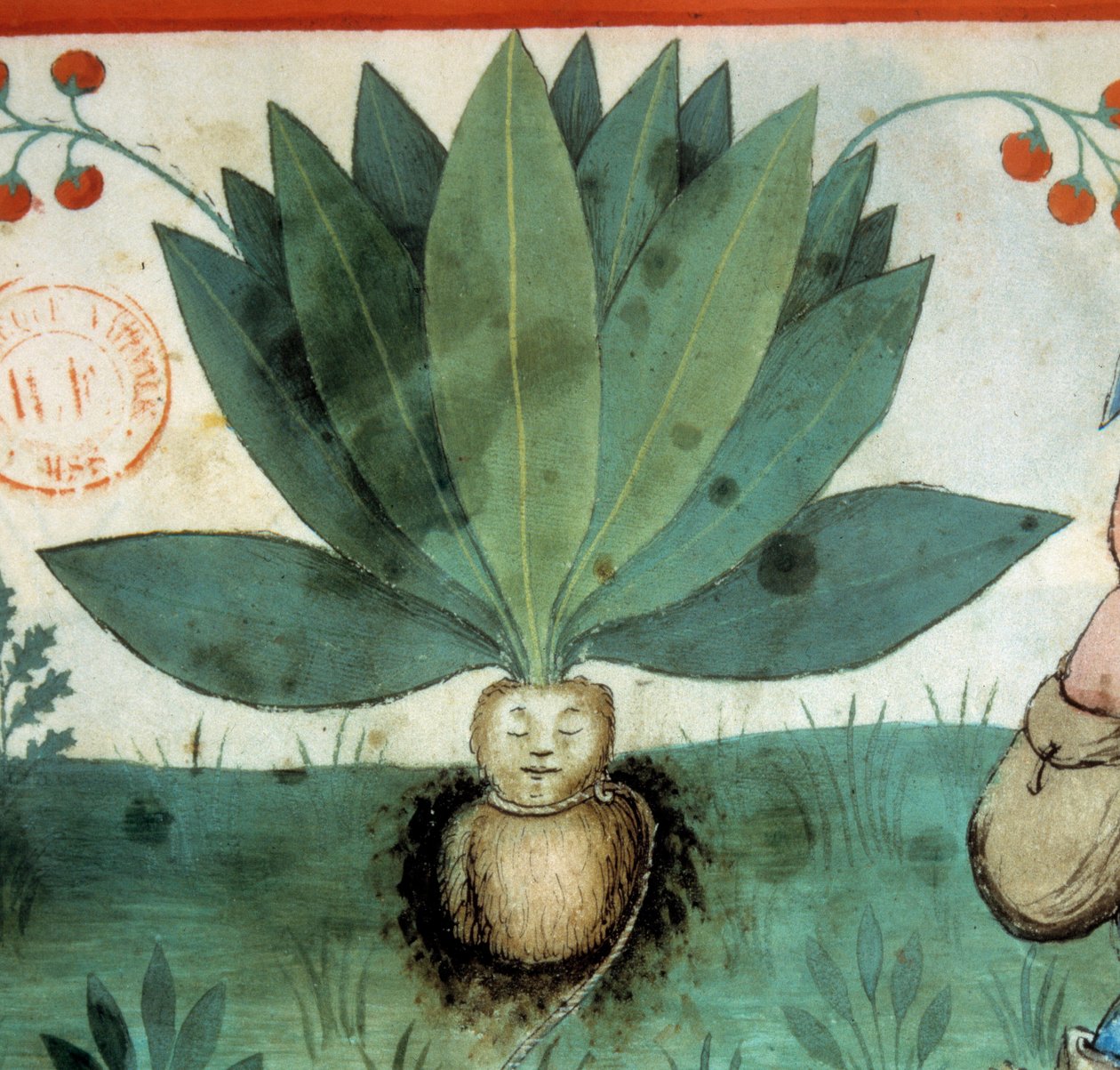 Mandraken. Lægeplante, som ofte er blevet tilskrevet ekstraordinære magiske dyder. Detalje af anlægget. Belysning fra malkning af medicin og diætetik "" Tacuinum sanitatis"" af Unknown artist