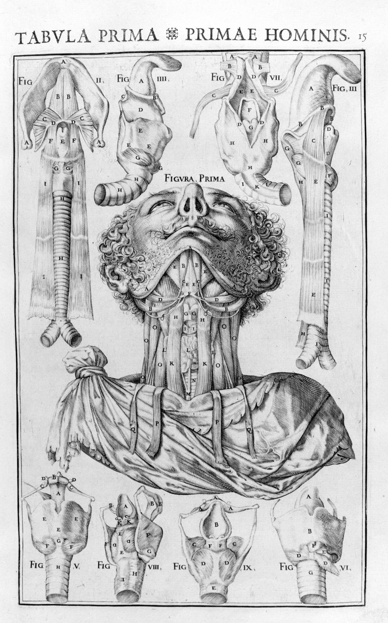 Menneskets stemmeorgan efter Giovanni Casseri ""Stemmens og høreorganets anatomiske historie""" Ferrara 1601. af Unknown artist