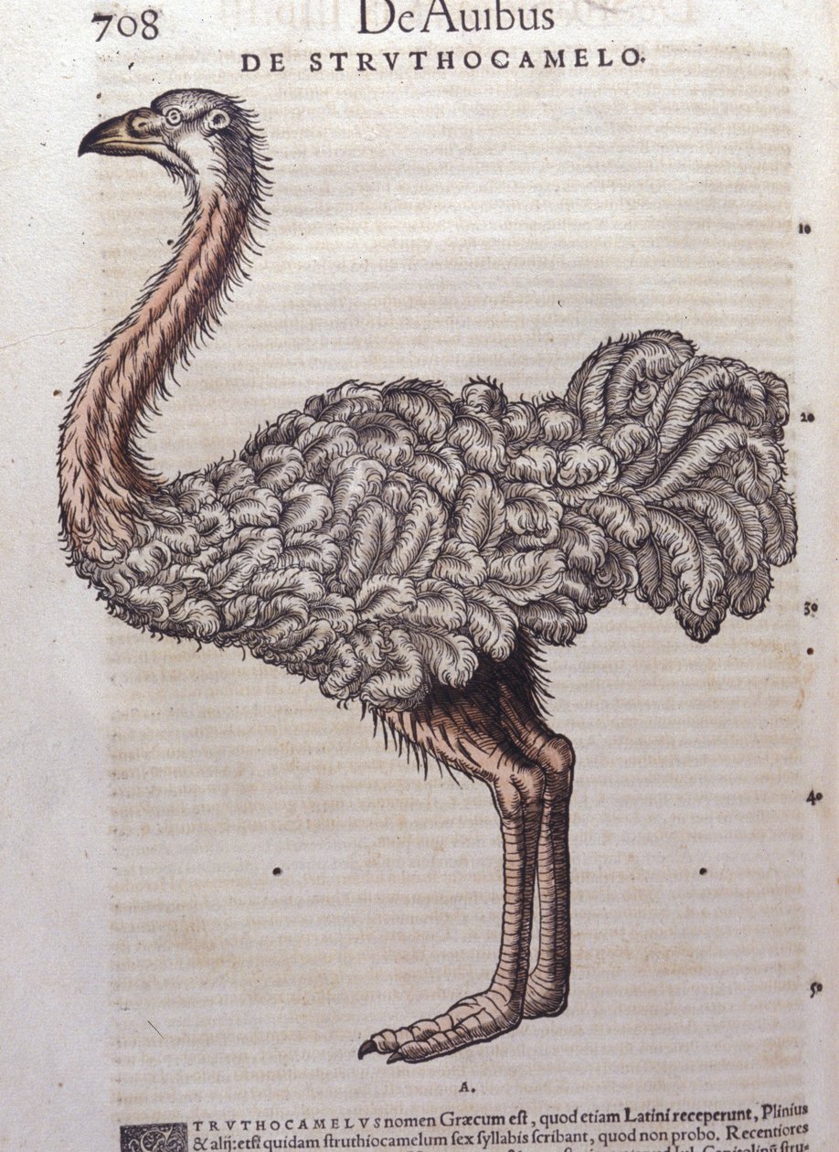 Strudsen - fra Historiae animalium af Konrad Gesner, Tiguri af Unknown artist