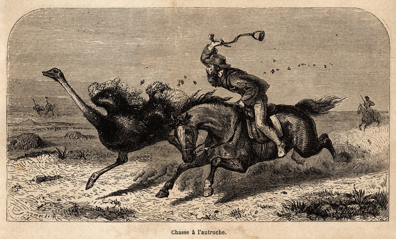 Strudsejagten, tegnet ud fra et fotografi, for at illustrere historien om jagt i Afrika af William Charles Baldwin mellem 1852 og 1860. Indgravering i "" Le tour du monde"", redigeret af Edouard Charton af Unknown artist