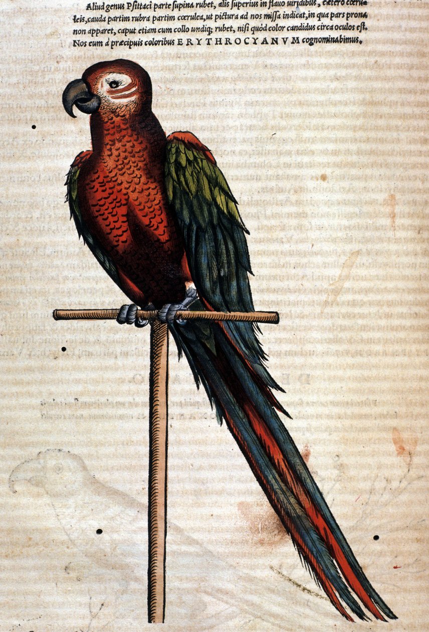 Papegøjen efter Historia Animalium af Conrad Gesner, Tiguri 1560. Biblioteca nazionale Braidense. Milano af Unknown artist