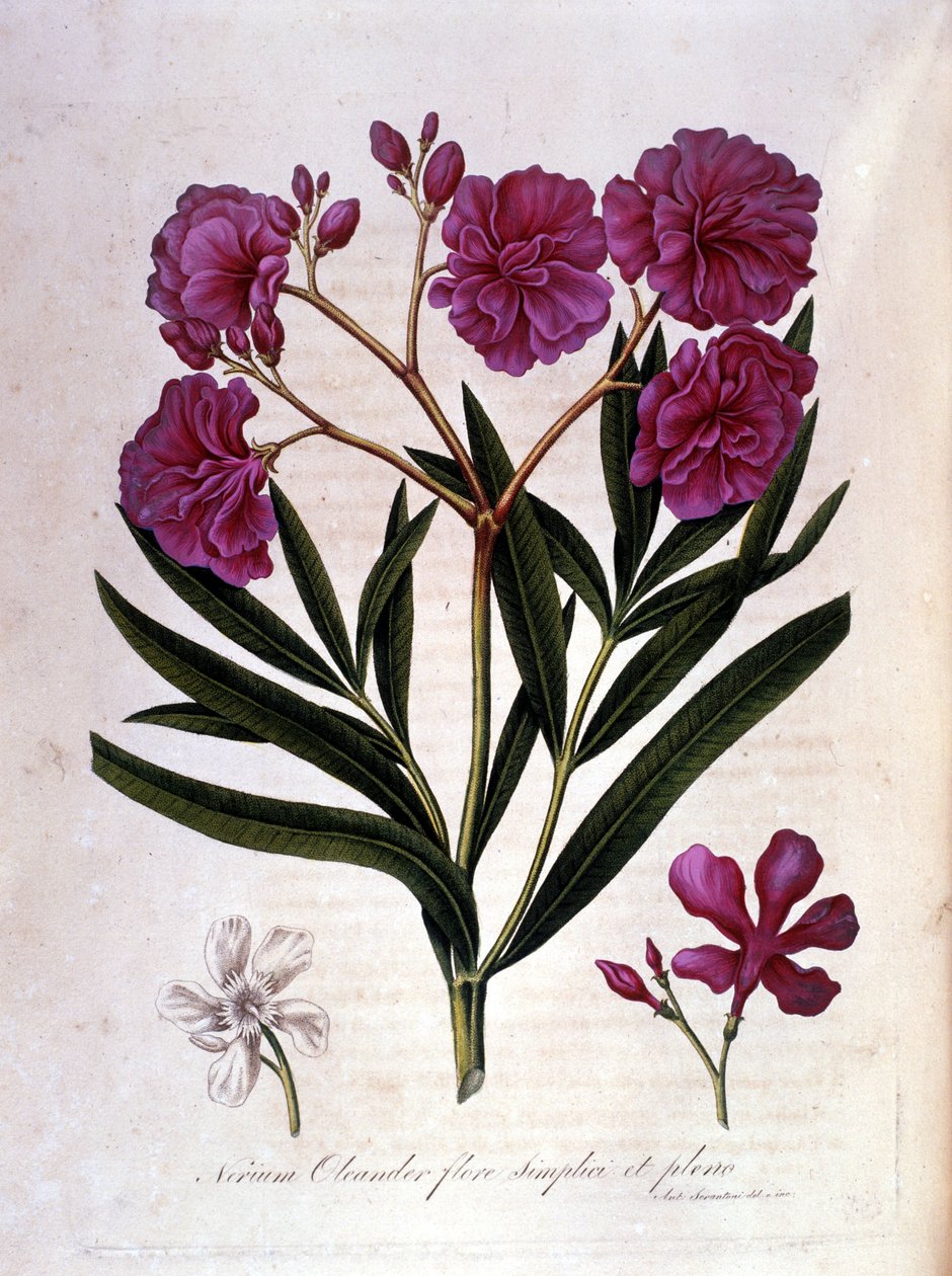 Den lyserøde laurbær (oleander) - herbarium fra det 18. århundrede. af Unknown artist