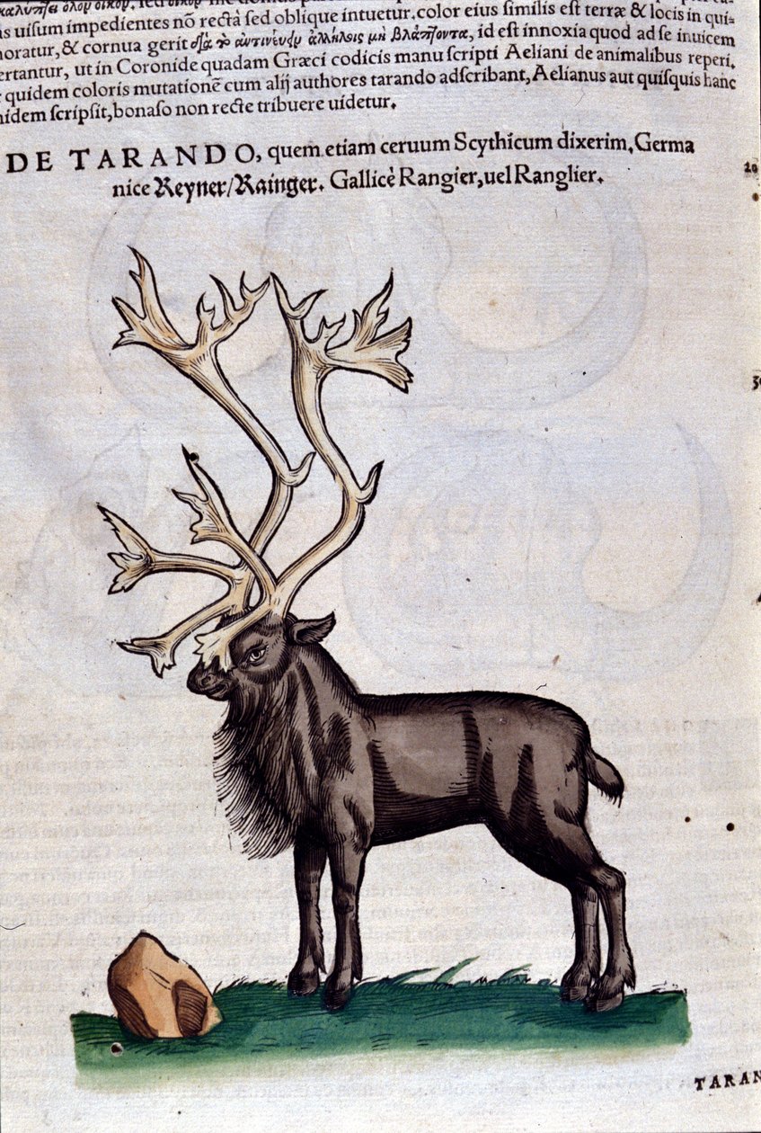 Rensdyret efter Historiae animalium af Konrad Gesner, Tiguri af Unknown artist