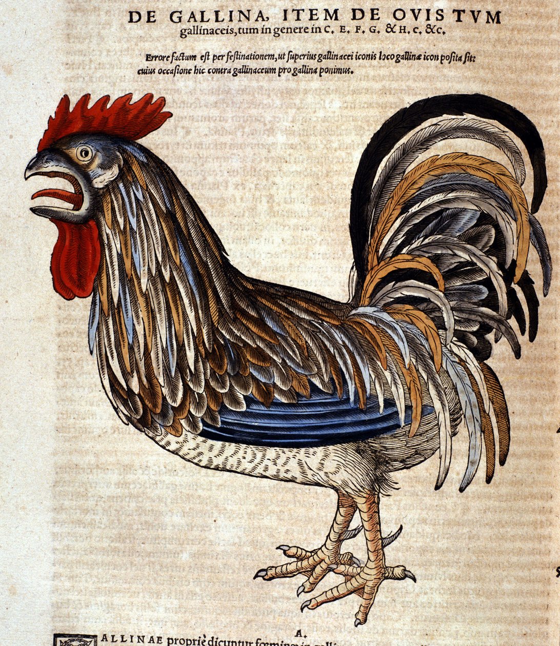Hanen efter Historia Animalium af Conrad Gesner, Tiguri 1560. Biblioteca nazionale Braidense. Milano af Unknown artist