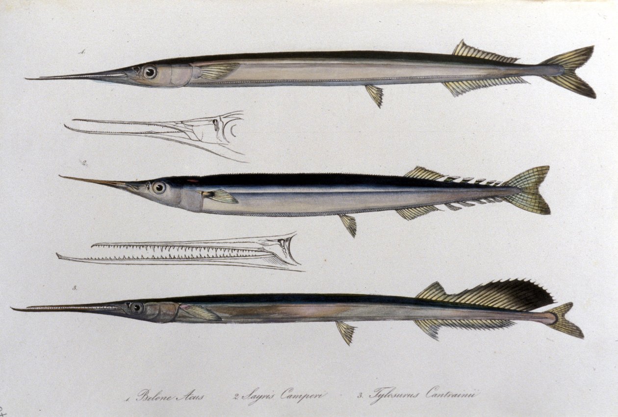 Havnålen. Naturhistorisk bestyrelse. 19. århundrede. af Unknown artist