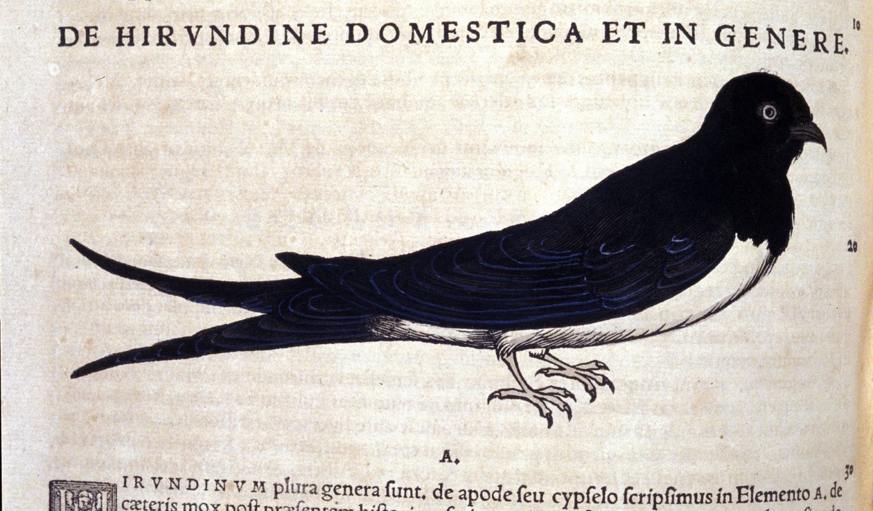 Svalen efter Historiae animalium af Konrad Gesner, Tiguri af Unknown artist