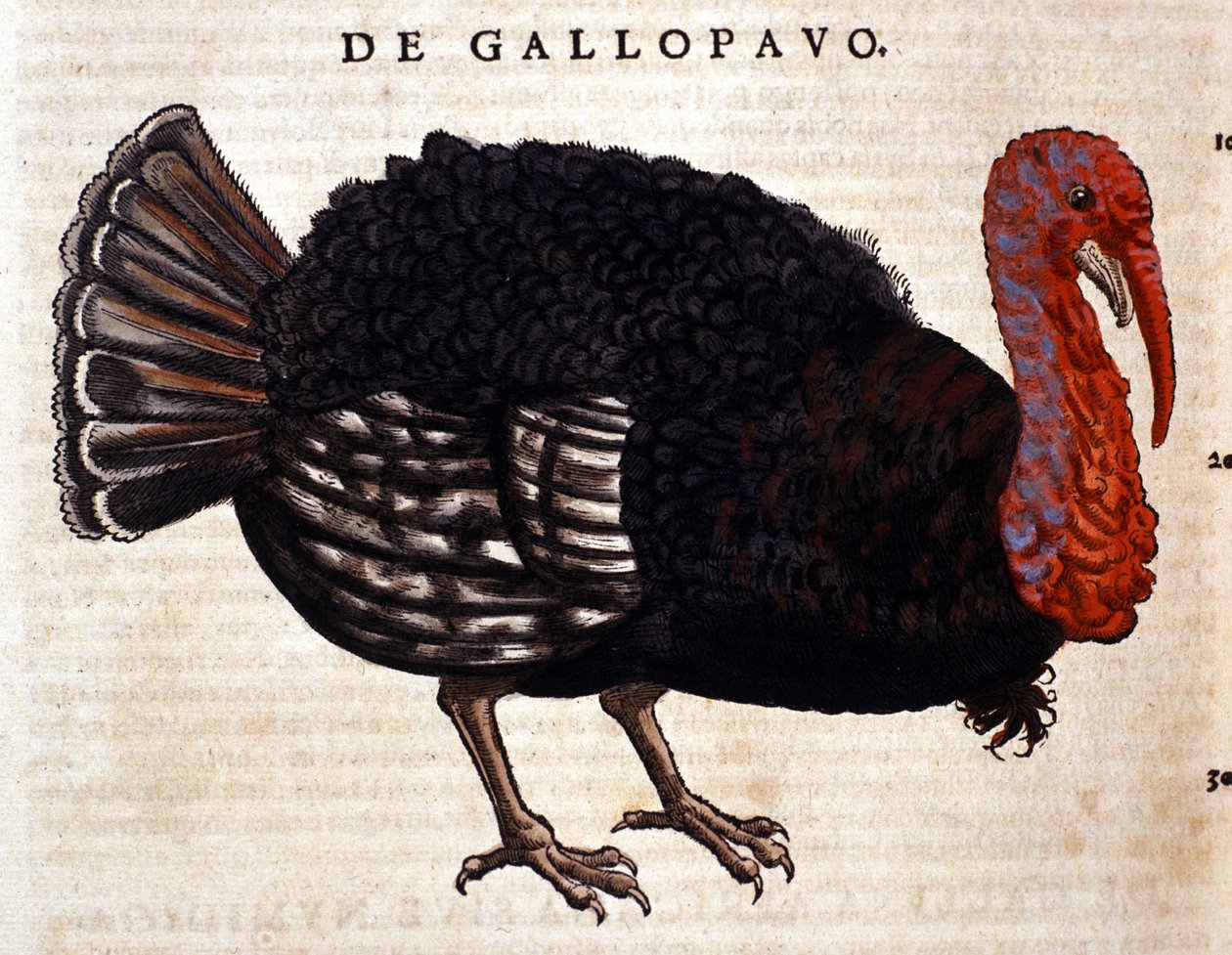 Kalkunen efter Historia Animalium af Conrad Gesner, Tiguri 1560. Biblioteca nazionale Braidense. Milano af Unknown artist