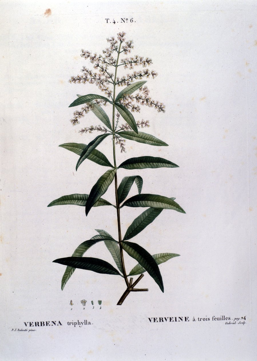 Verbenaen. 1800-tals gravering. af Unknown artist