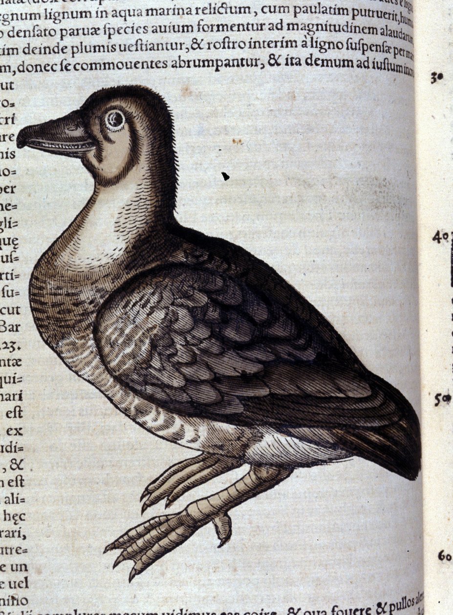 Vildgåsen efter Historiae animalium af Konrad Gesner, Tiguri af Unknown artist