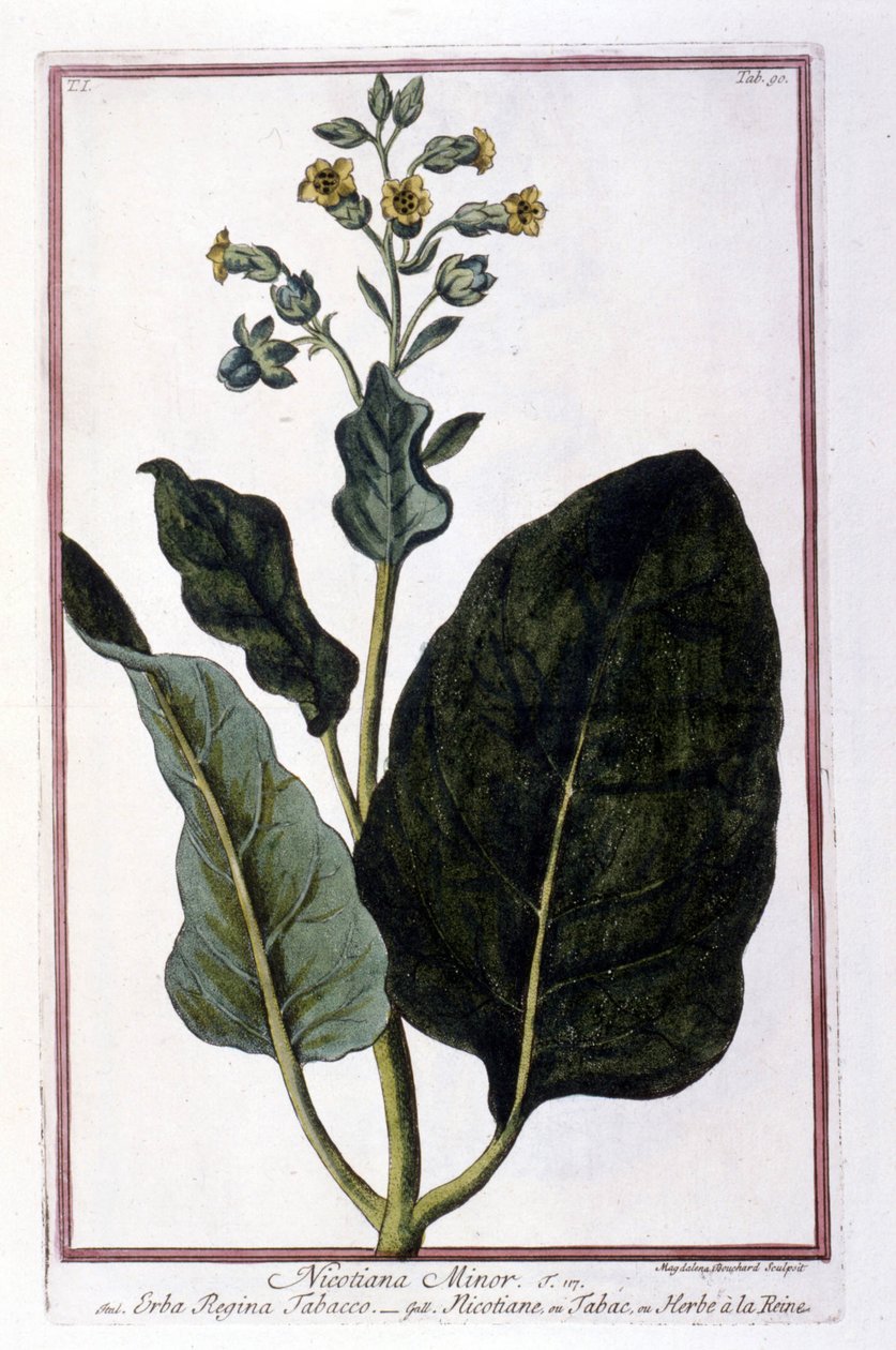 Tobaksplante (Nicotiana Minor). Botanisk tavle fra et herbarium fra det 18. århundrede. af Unknown artist
