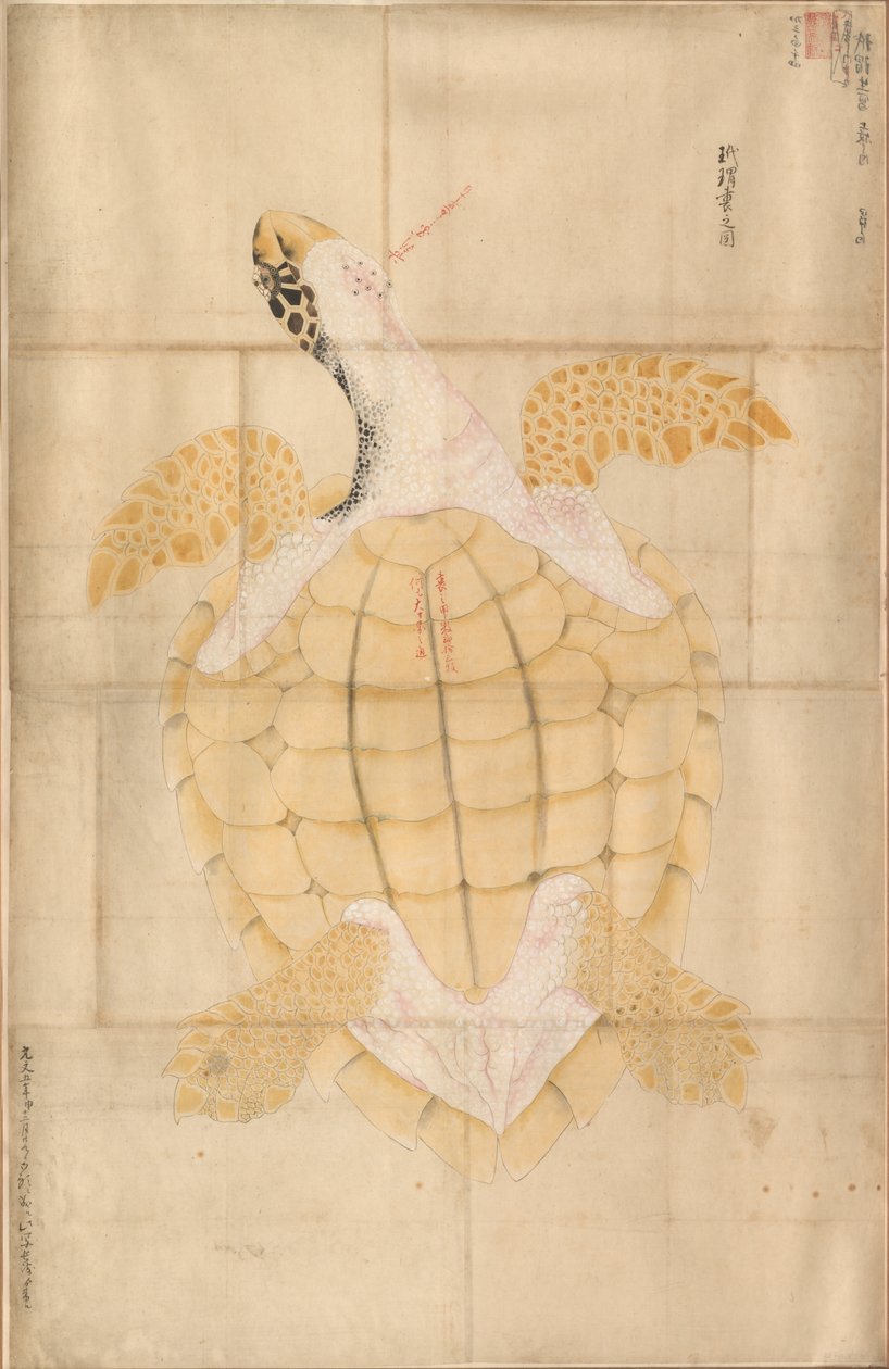 Skildpadde af Unknown artist