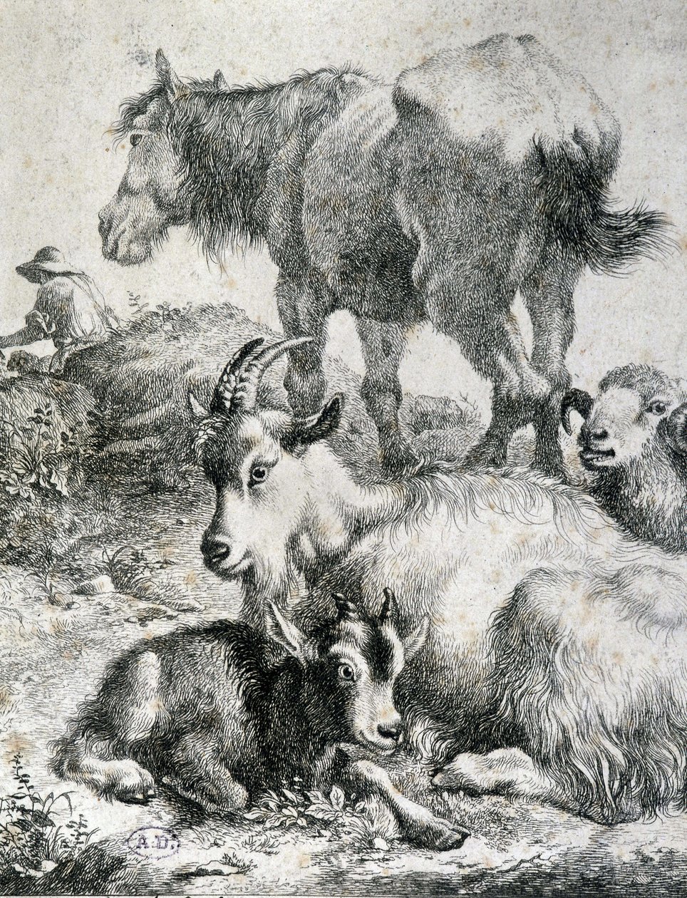 Traught hest, ged, ged og vædder - gravering af Unknown artist