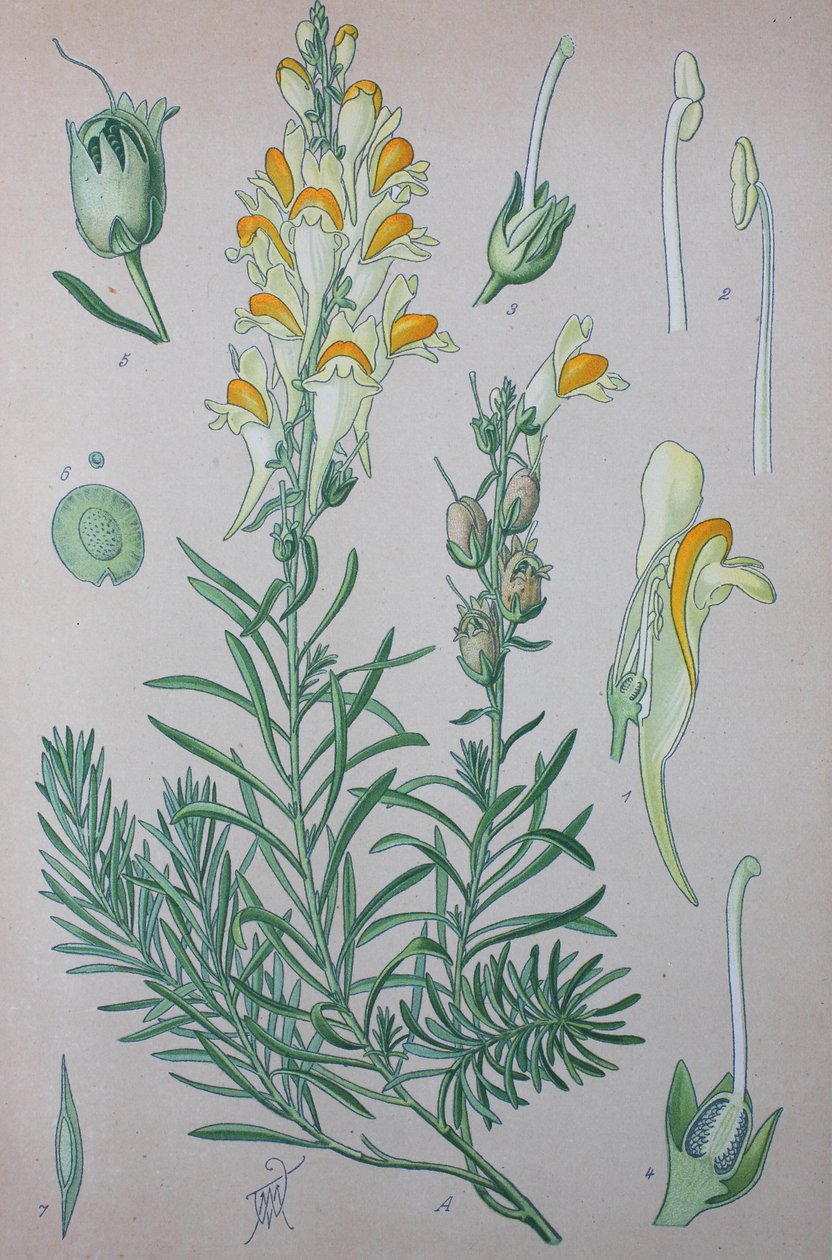 Ægte tudsehør (Linaria), plantearter af slægten, almindelig tudsehør, almindelig tudsehør af Unknown artist