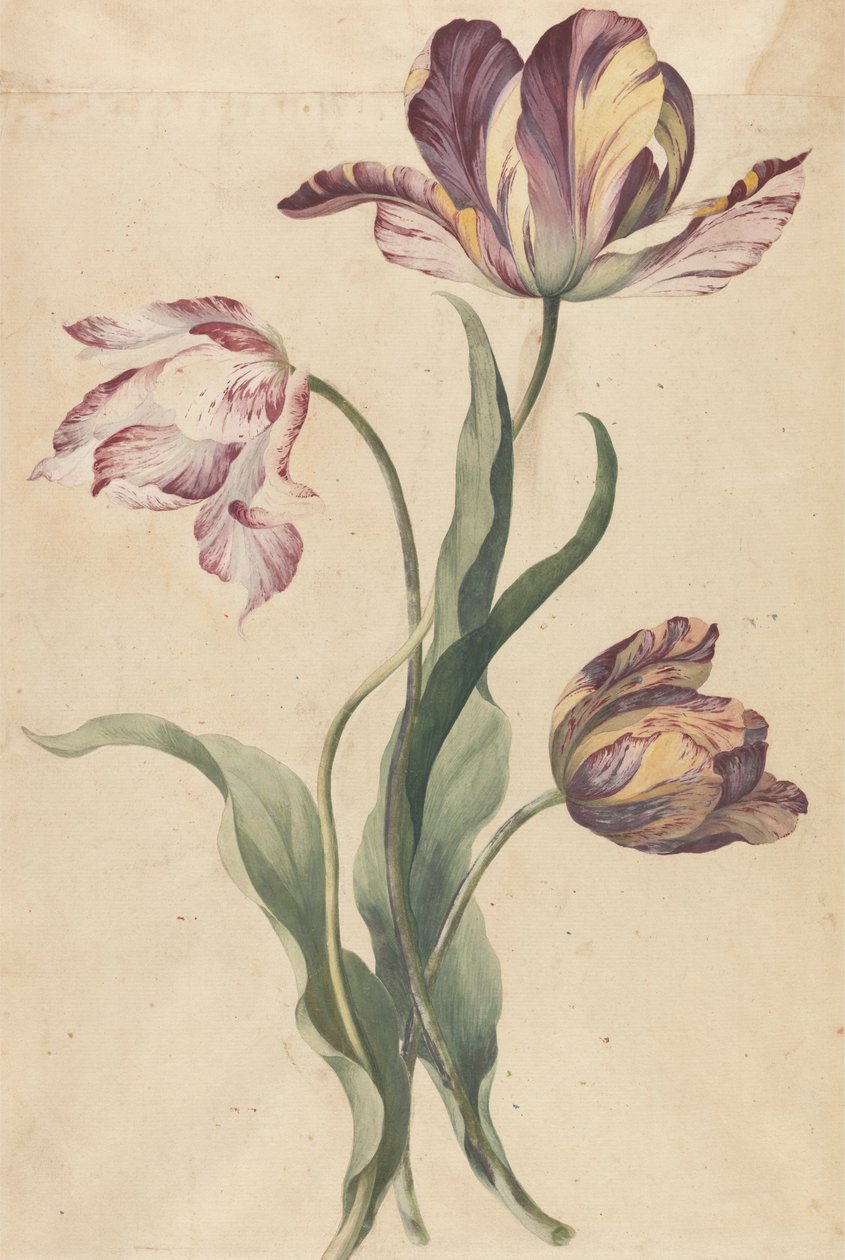 Tulipaner af Unknown artist