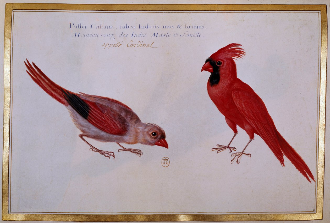 To kardinalfugle, rødspurv fra Indien. Ornitologisk bestyrelse fra 1700-tallet. Paris, B.N. af Unknown artist