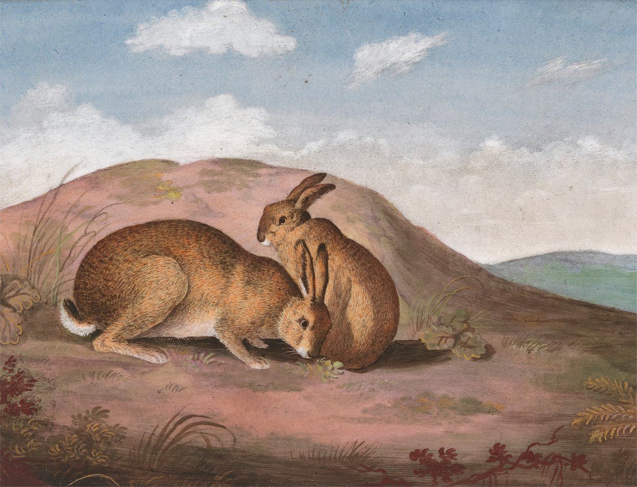 To Harer: På en bakkeskråning af Unknown artist