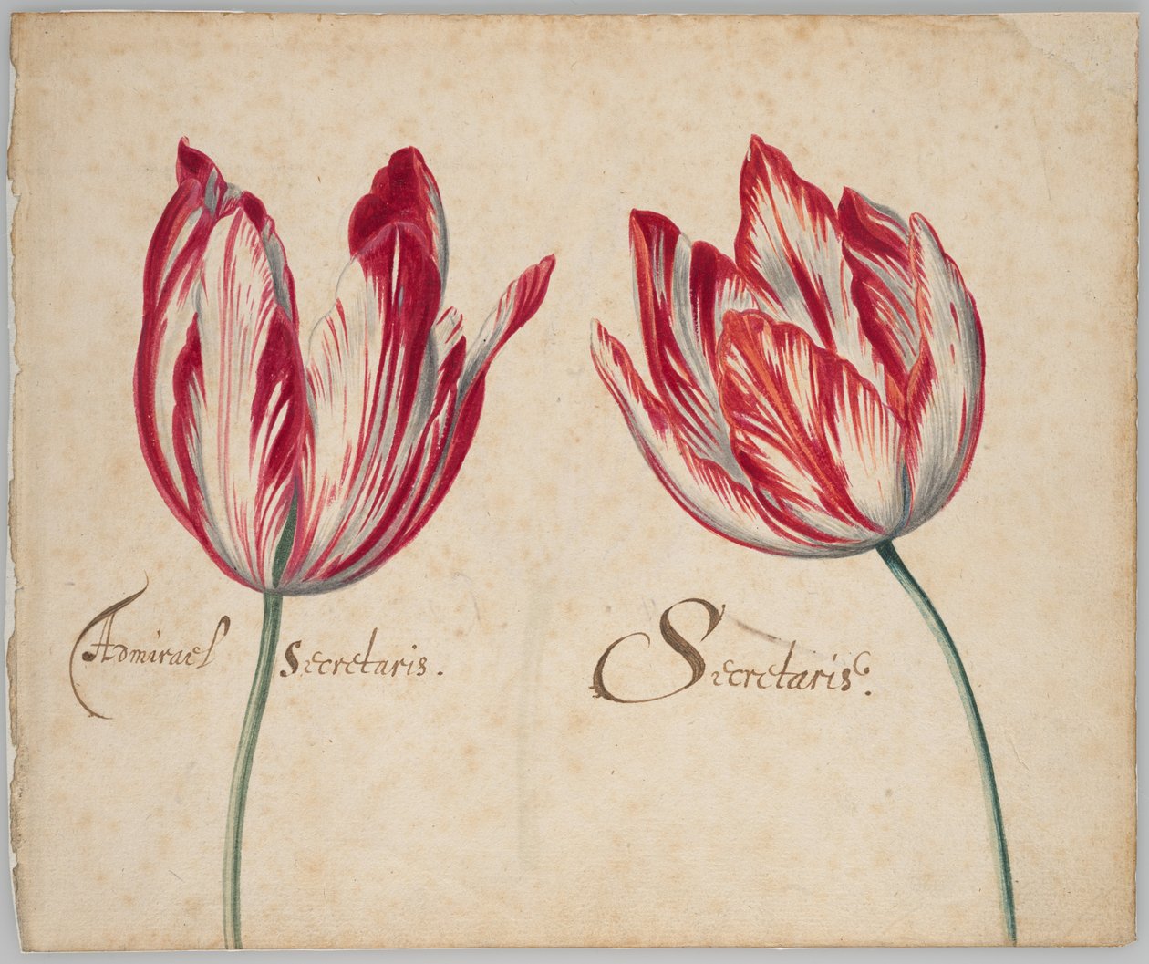 To tulipaner (recto); En tulipan (verso) af Unknown artist