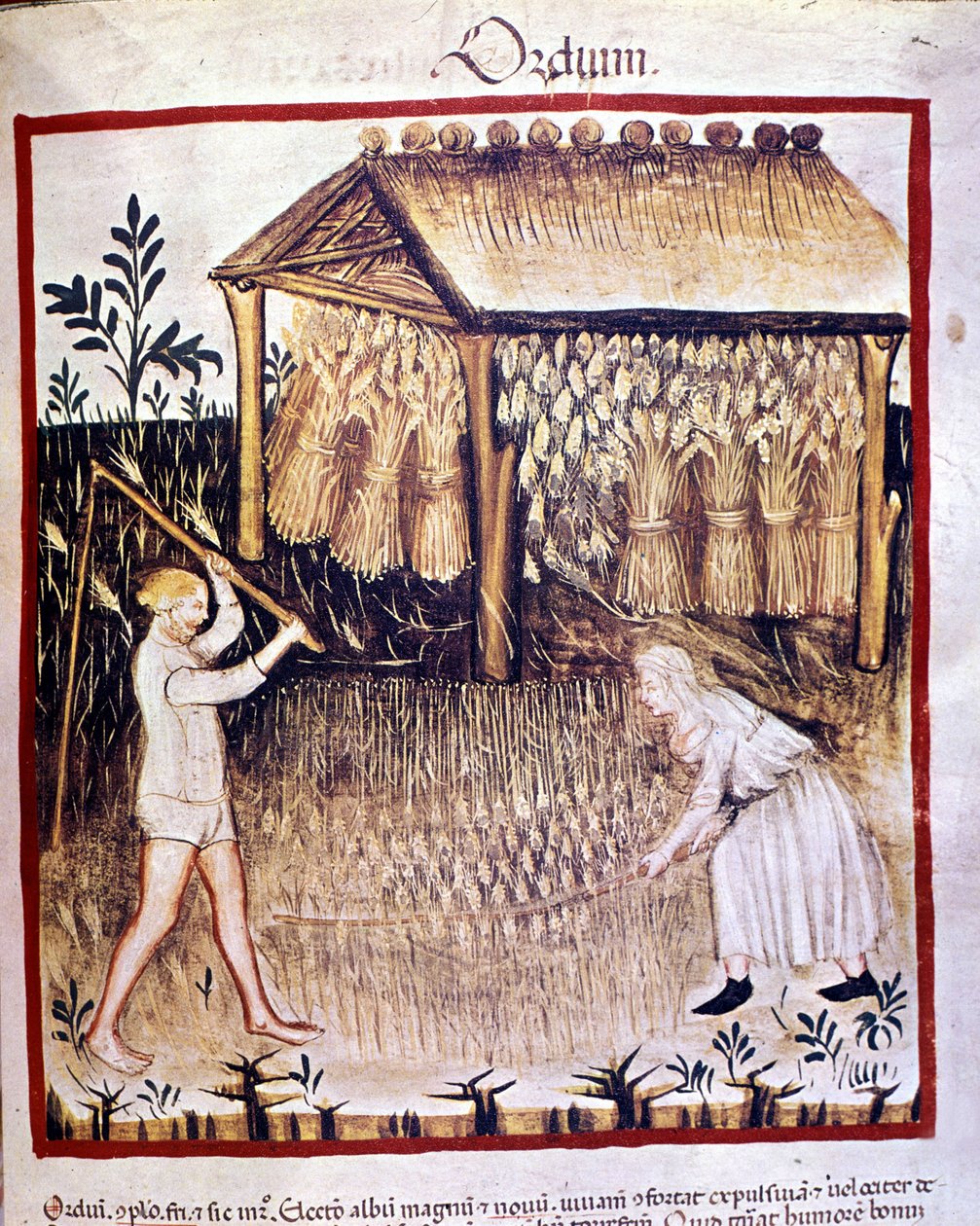 To bønder genvinder byggen. Bagpå er hvedestøvlerne opbevaret under et læ. Belysning fra malkning af medicin og diætetik "" Tacuinum sanitatis"" af Unknown artist