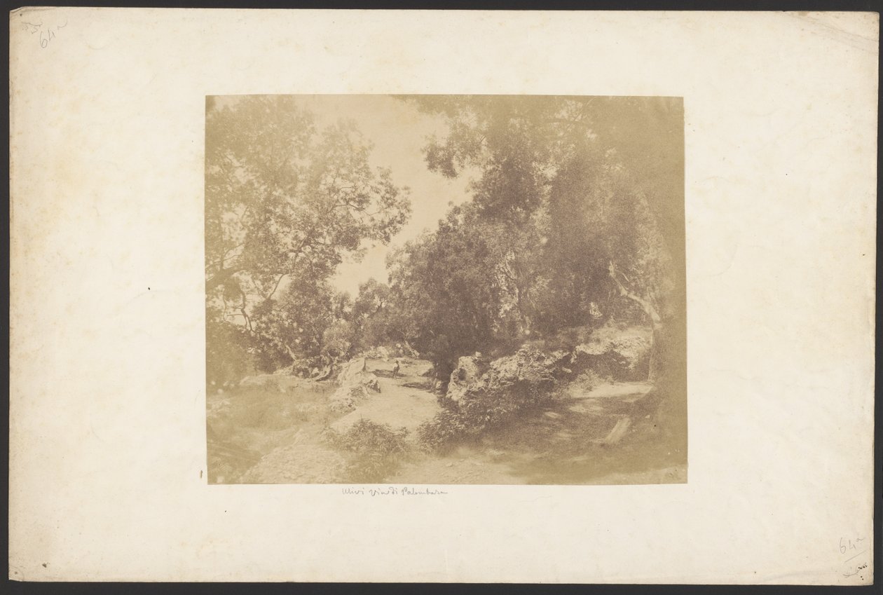 [Ulivi, Via de Palombara]. af Unknown artist