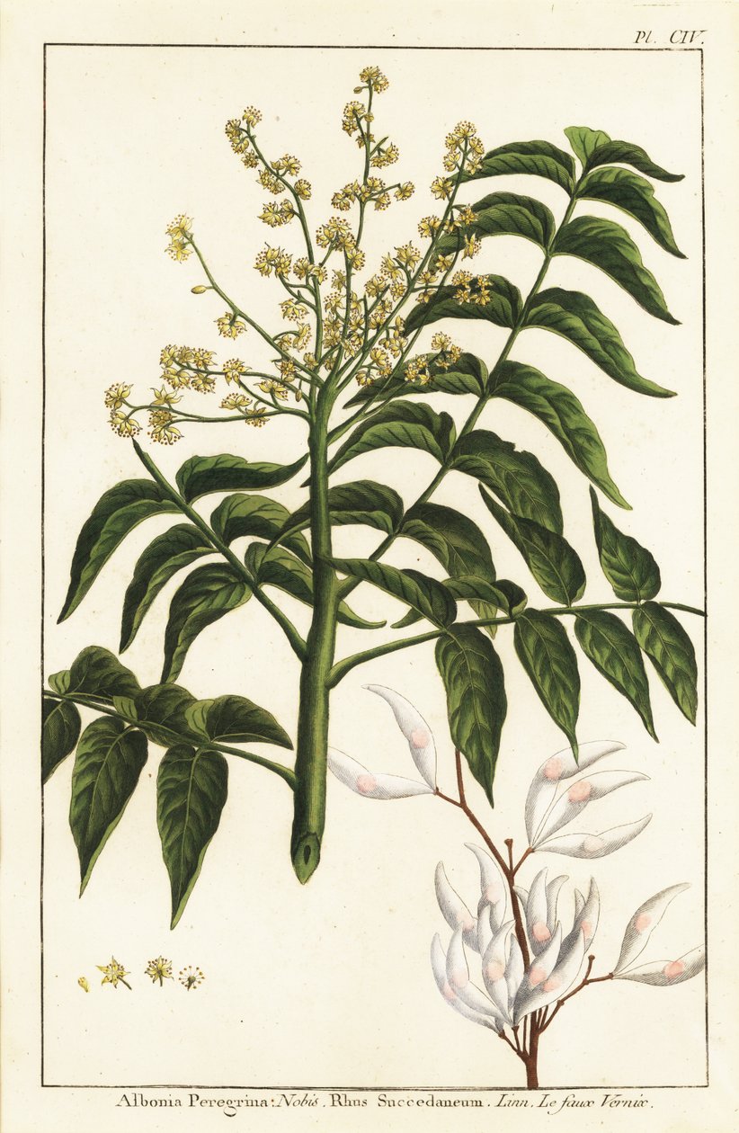 Fernistræ, Ailanthus altissima, eller vokstræ, Rhus succedanea af Unknown artist