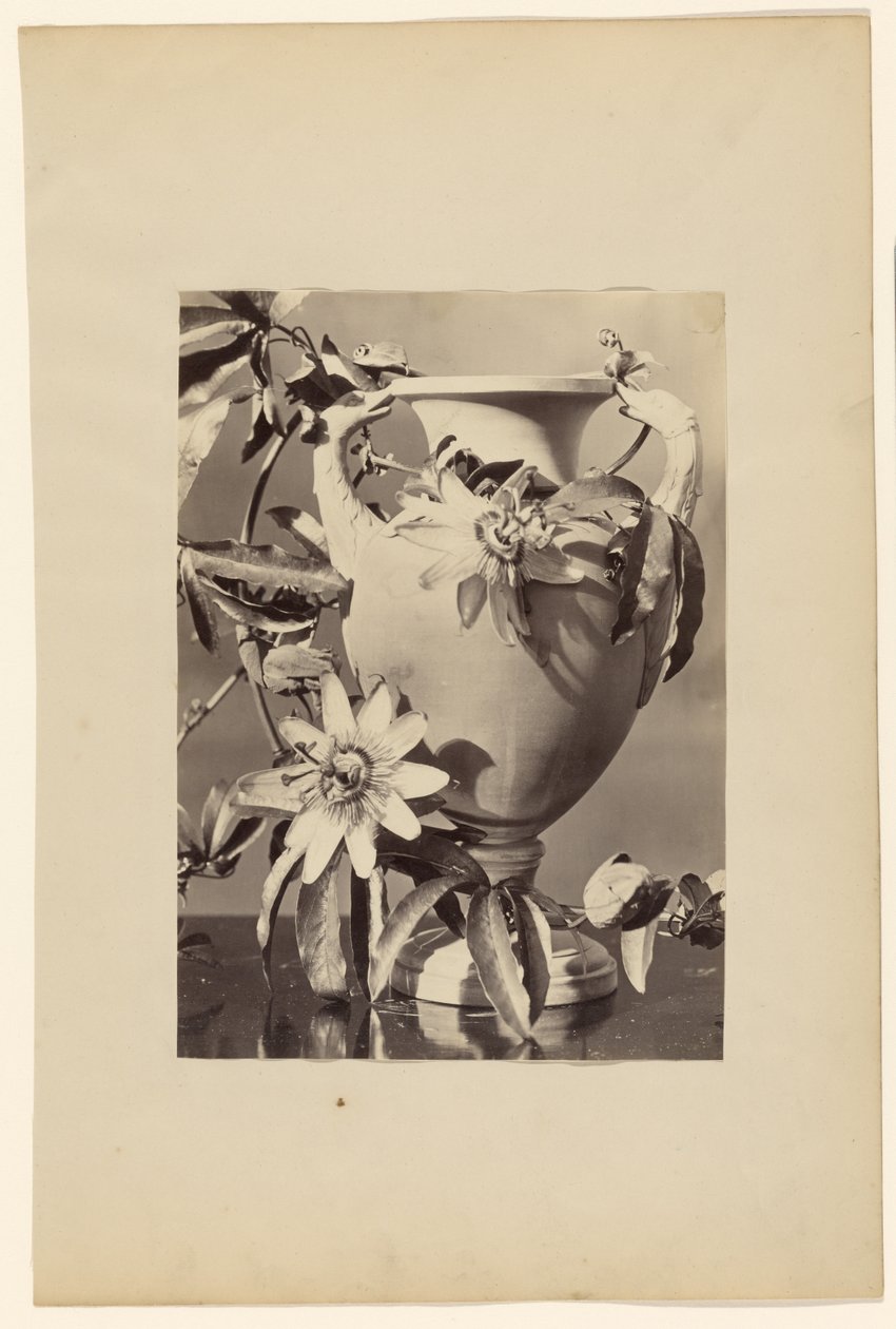 [Vase med passionsblomster] af Unknown artist