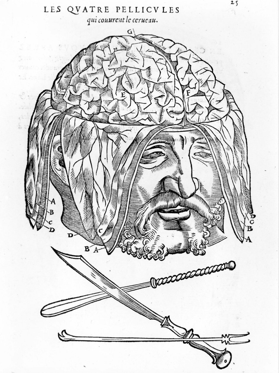 Walter Hermann Ryff: anatomisk beskrivelse af alle dele af den menneskelige krop: hjernen. Paris 1545 af Unknown artist