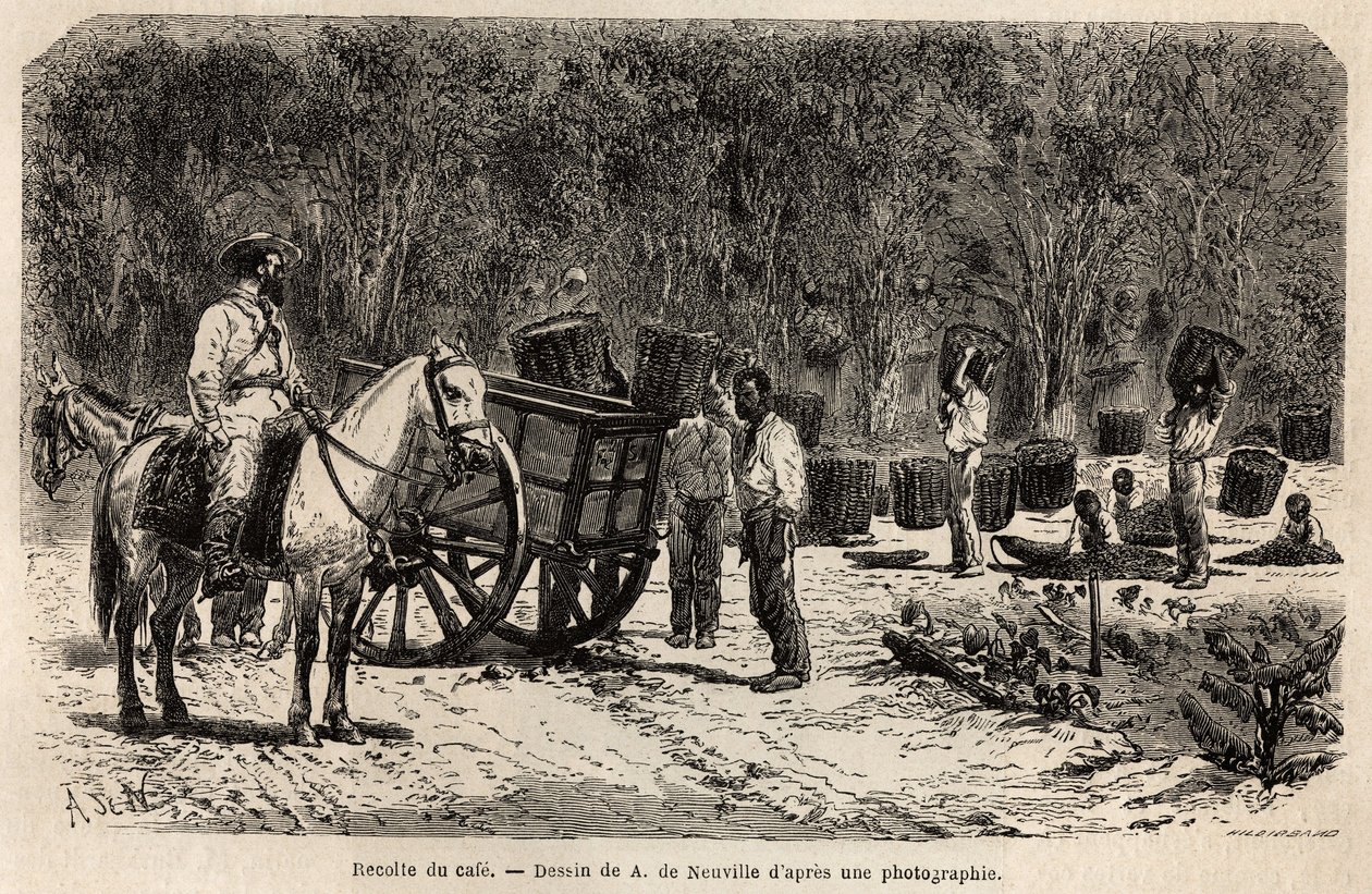 Når kaffen er samlet, samler og transporterer mændene de tunge kurve fyldt med kaffefeber, mens børnene renser frugtkødet, der omgiver kaffefeberne. Gravering til illustration af rejsen til Brasilien, historie af M. og Mme Agassiz, i 1865-18 af Unknown artist