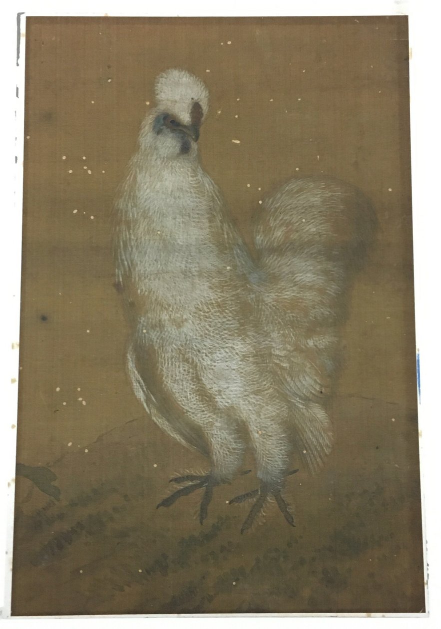 Den hvide hane af Unknown artist