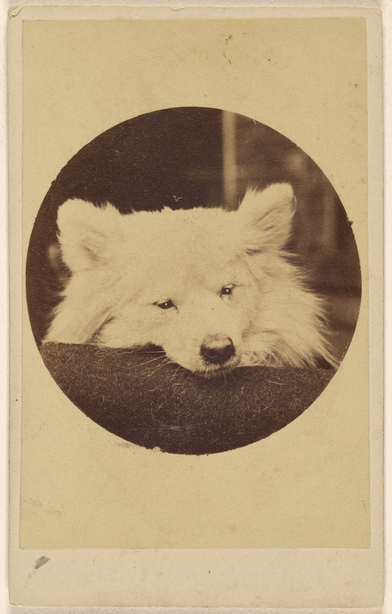 [Hvid hund med hagen på en pude]. af Unknown artist