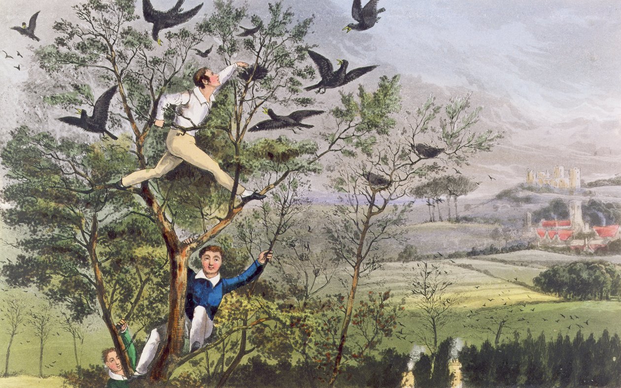 Who-Whoop! Jeg har gjort det - Raiding the Rookery fra Nimrods "The Life of a Sportsman". af Unknown artist