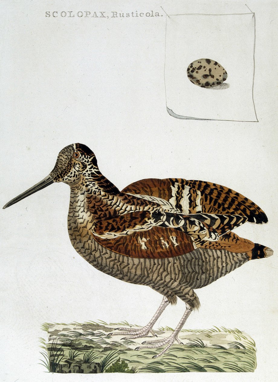 Træfrakke og æg (scolopax rusticola) - gravering af Unknown artist