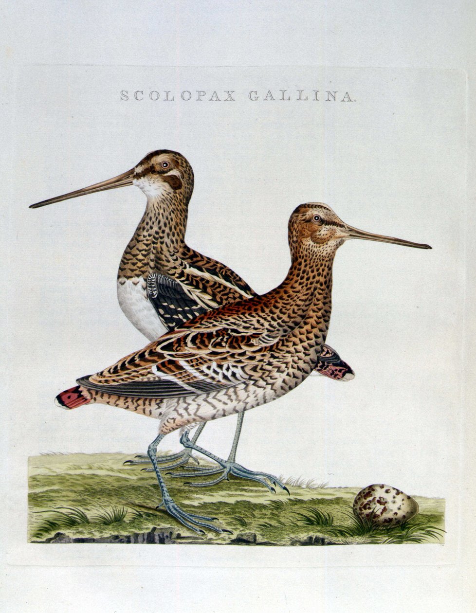 Skovsneppe og æg (scolopax gallina) - gravering af Unknown artist