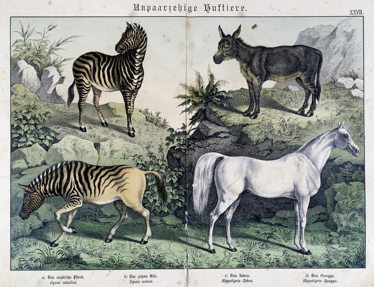 Zebraer, æsel og hest - i "" Natural history of pattedyr", red. Schreiber af Unknown artist