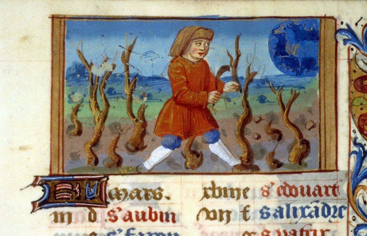 Stjernetegn Vædderen og træstørrelse - Miniature af middelalderen (ref. 137, 047r) - Anmod om tilladelse fra det kommunale bibliotek i Toulouse (tlf.: 05 62 27 66 66) af Unknown artist
