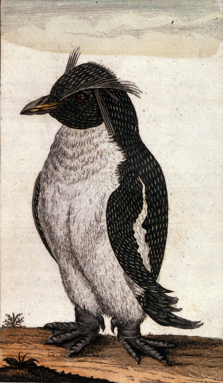 Zoologisk kort, der viser en Diomedea-fugl af Albatrossfamilien. Stik af det 18. århundrede af Unknown artist