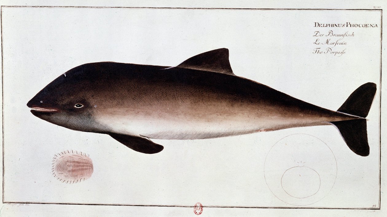 Zoologi: tavle, der repræsenterer et marsvin, vandpattedyr. Tryk fra begyndelsen af 1700-tallet B.N. Paris af Unknown artist