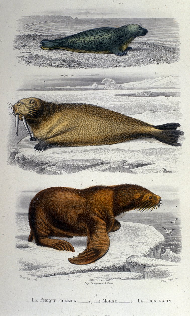 Zoologikort, der viser en sæl, en hvalros og en søløve. 19. århundrede af Unknown artist
