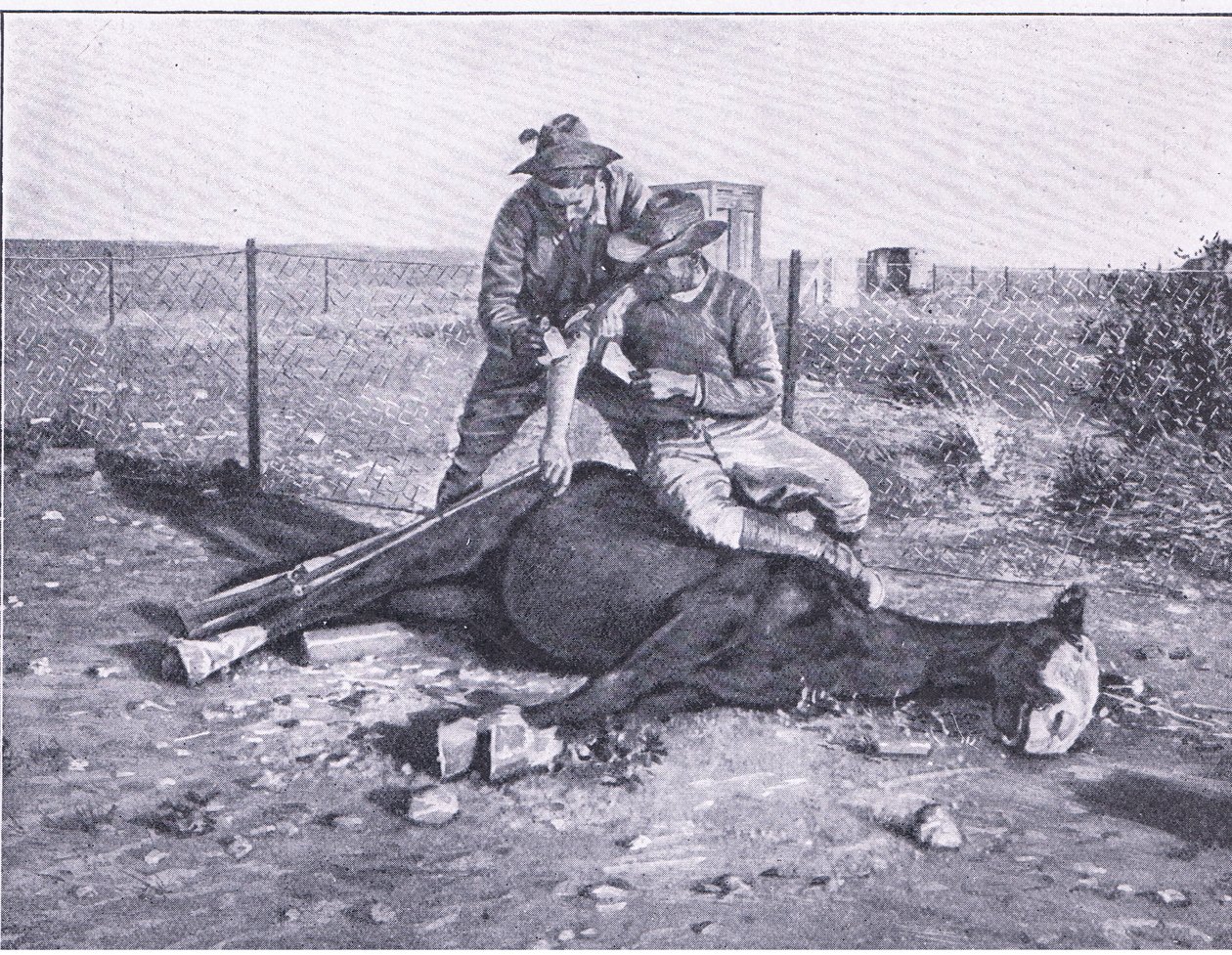 En snæver flugt. En såret spejder, der har fået sin hest skudt under sig, fra After Pretoria: The Guerilla War udgivet af Harmsworth Bros Limited af Unknown photographer