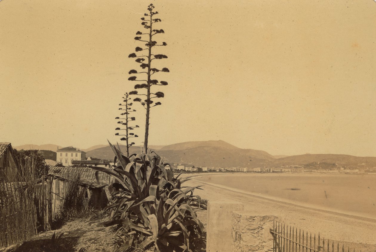 Albummet "Nice et les environs": udsigt over Nice-kysten af Unknown photographer