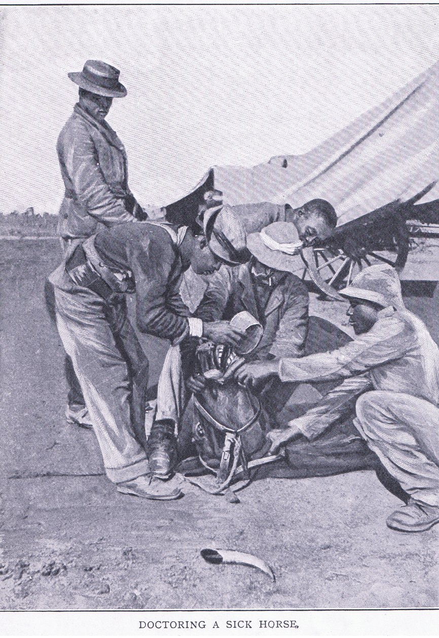 Læge en syg hest, fra After Pretoria: The Guerilla War udgivet af Harmsworth Bros Limited af Unknown photographer