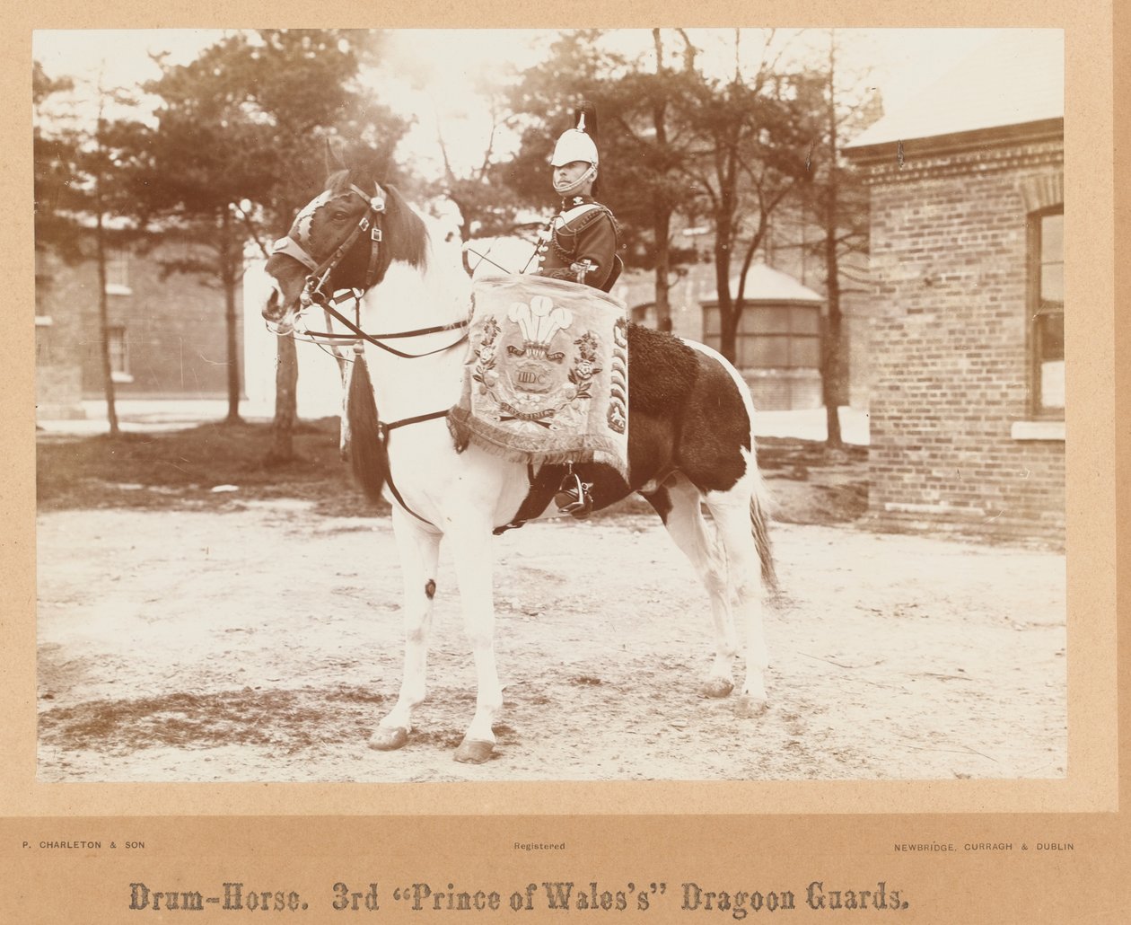 ? Drum-horse, 3rd Prince of Wales? S Dragoon Guards ?, 1895 circadani af Unknown photographer