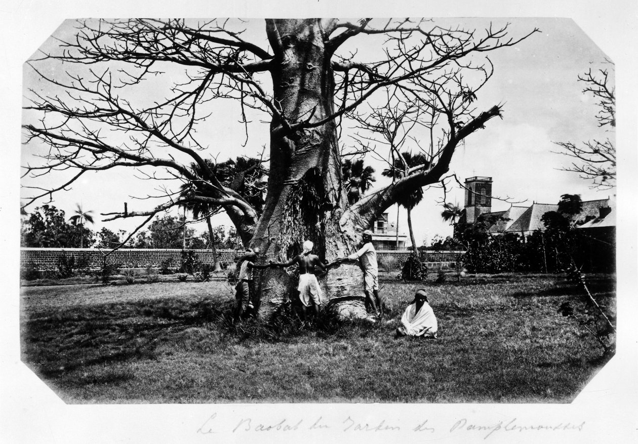 Baobaben i grapefrugthaven, Mauritius - i "" Souvenir de l