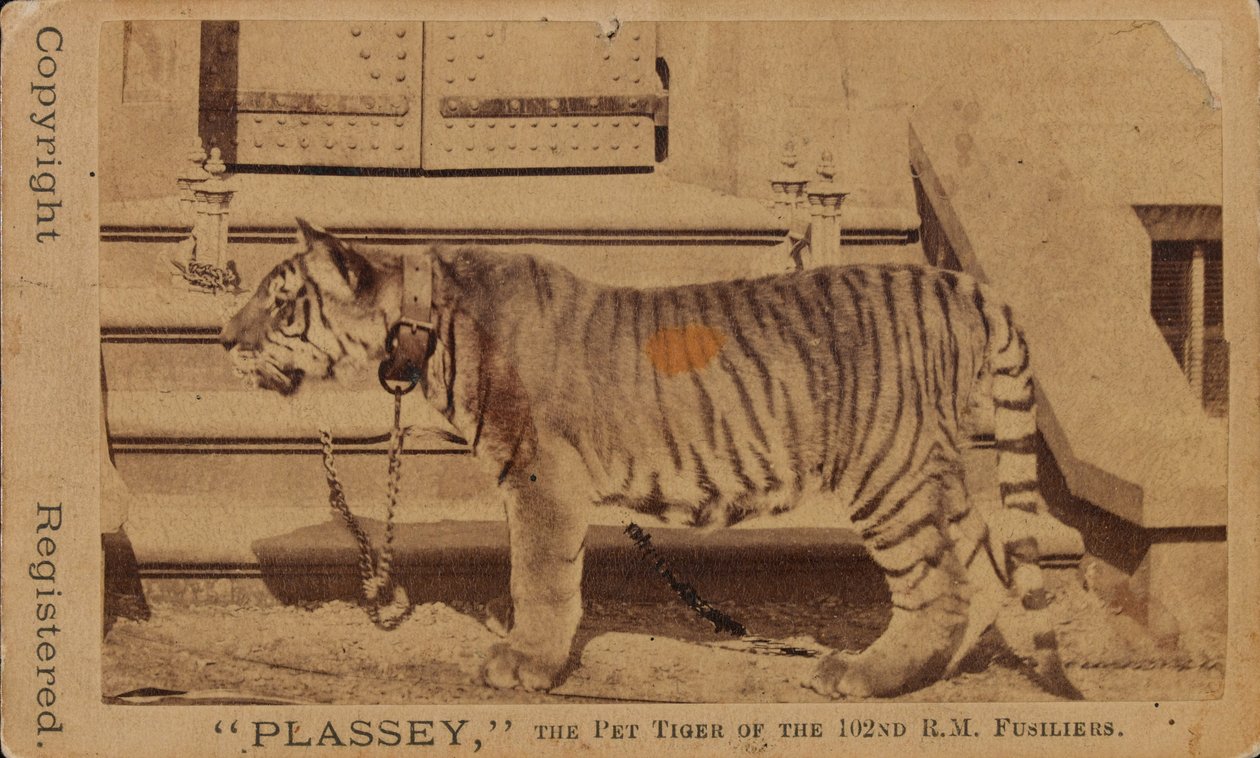 Plassey, kæletigeren fra Royal Madras Fusiliers af Unknown photographer