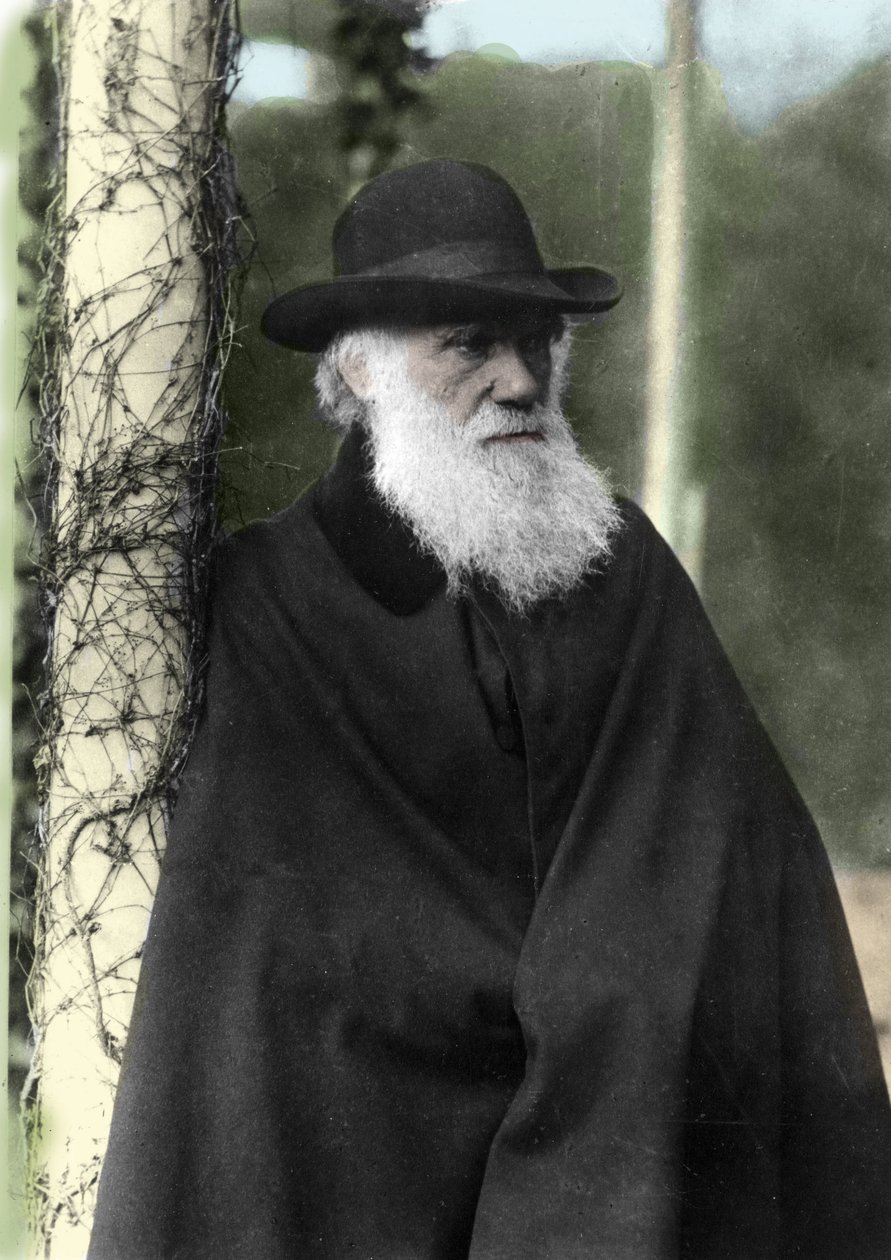Fotografisk portræt af Charles Darwin (1809 - 1882), engelsk naturforsker i 1881. af Unknown photographer