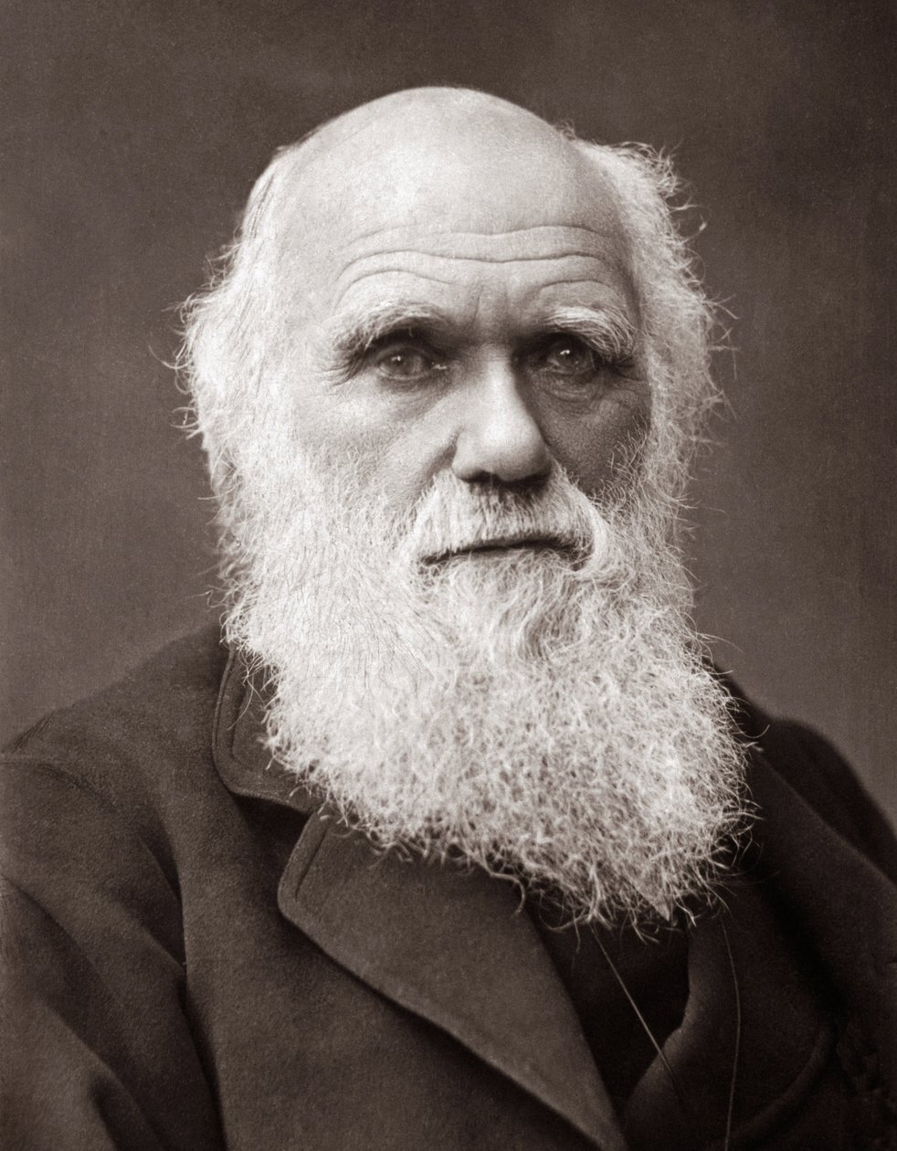 Den engelske naturforsker Charles Robert Darwin (1809-1882) af Unknown photographer
