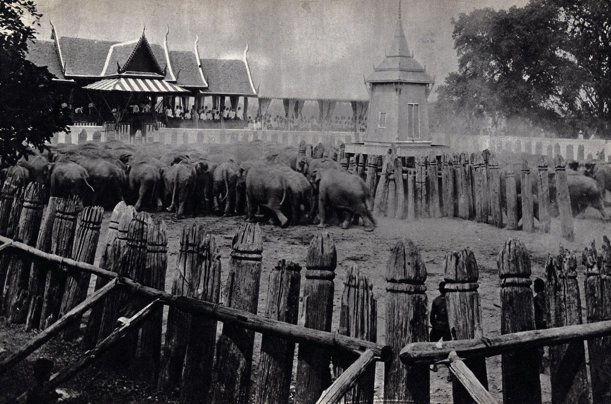 De kongelige elefanter i Bangkok af Unknown photographer
