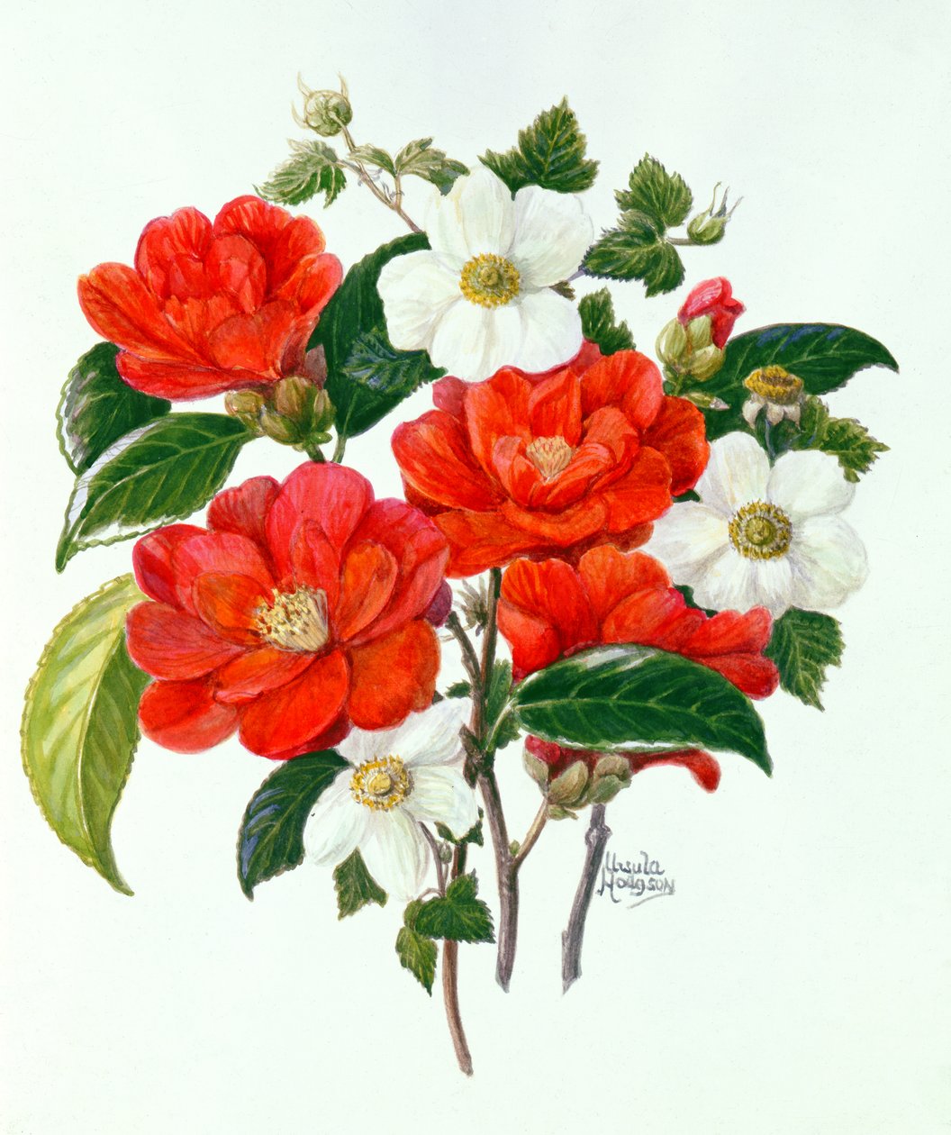 Camellia Adolf Audusson (wc på papir) af Ursula Hodgson