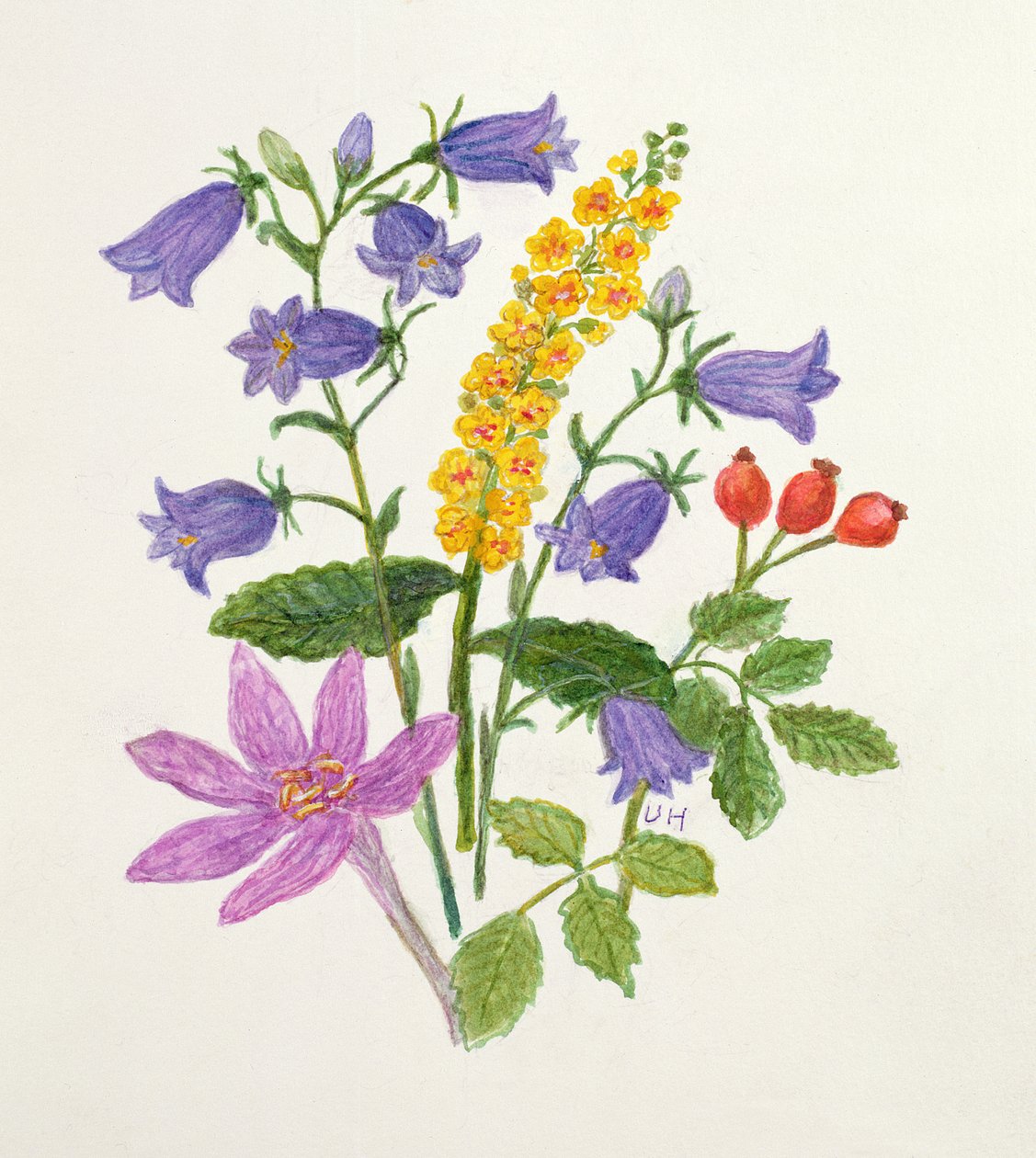 Harebells og andre vilde blomster (wc på papir) af Ursula Hodgson