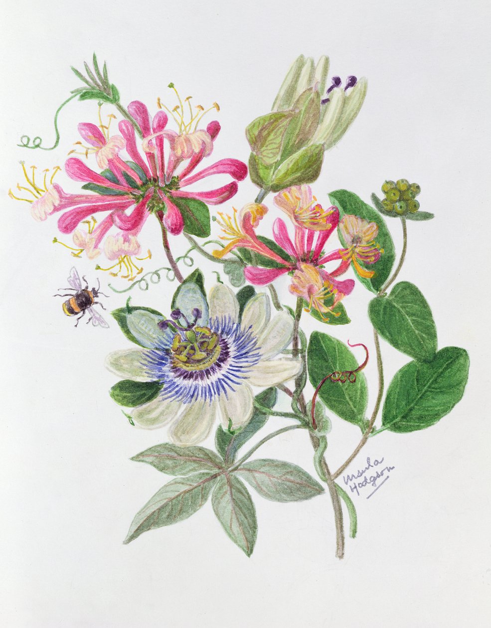 Kaprifolie og passionsblomst (wc på papir) af Ursula Hodgson
